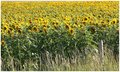 Sunflowers Roadside