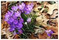 Spring Bouquet