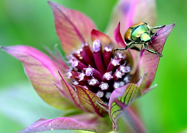 Day 7 Bee Balm & Pest (color)