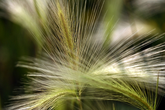 Day 14~ Roadside Grasses