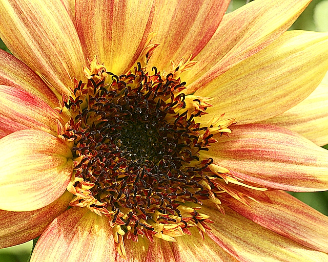 Day 19~ sunflower variations~