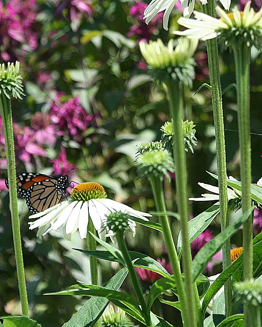 Day 25~ a small view of my garden~