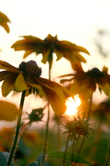 Day 27 Black Eyed Susans