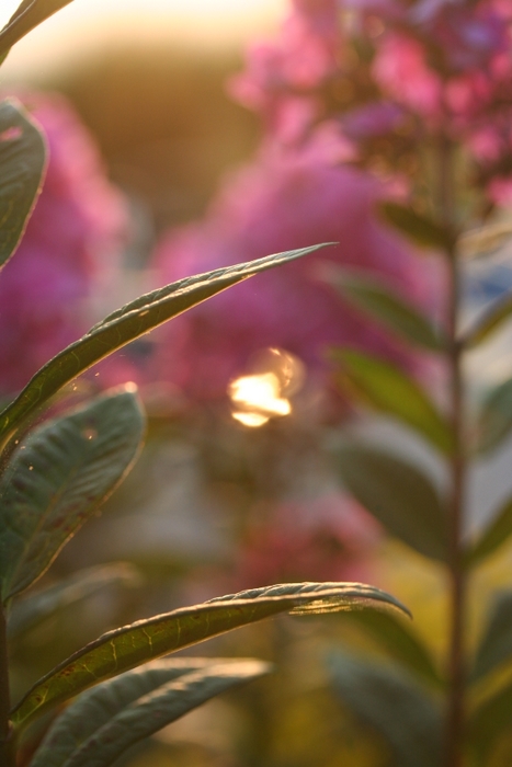 Day 1~ Sunset in the Garden
