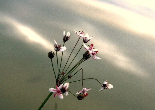 Another  Pretty Pond Flower