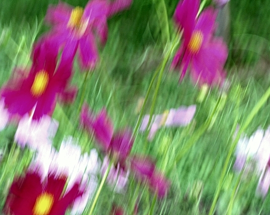 cosmos blur