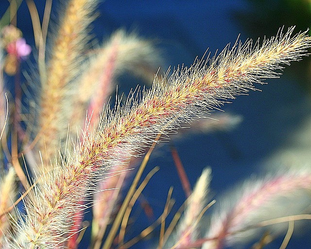 Ornamental