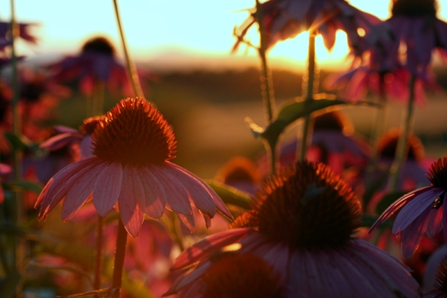 garden sunset