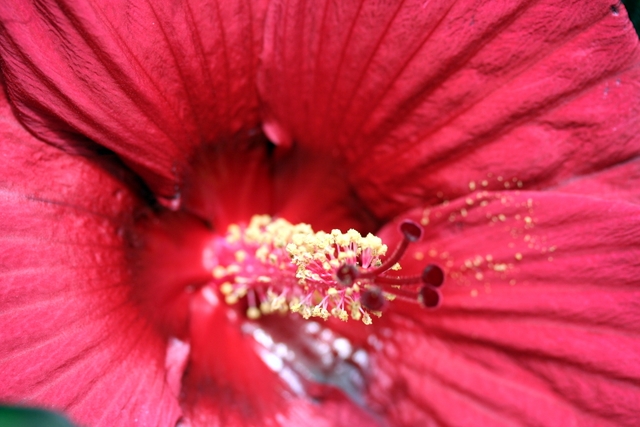 Hibiscus