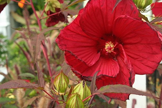 big red flower, Provincetown