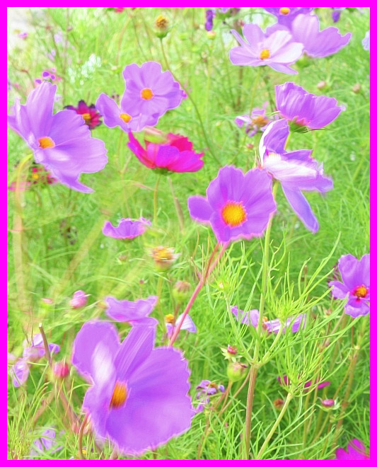 Windblown Cosmos