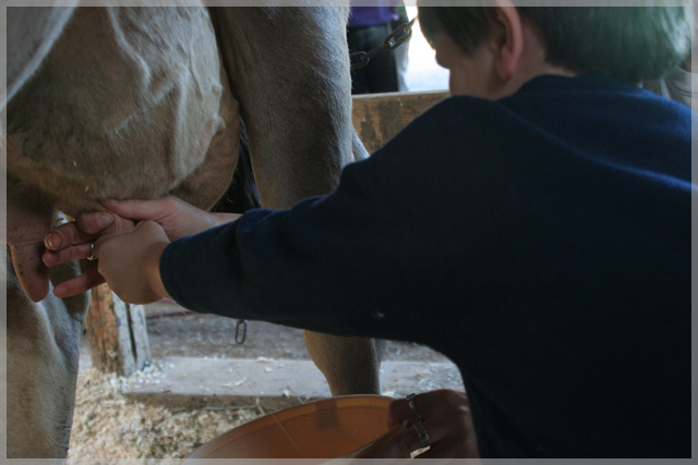 Milking a cow