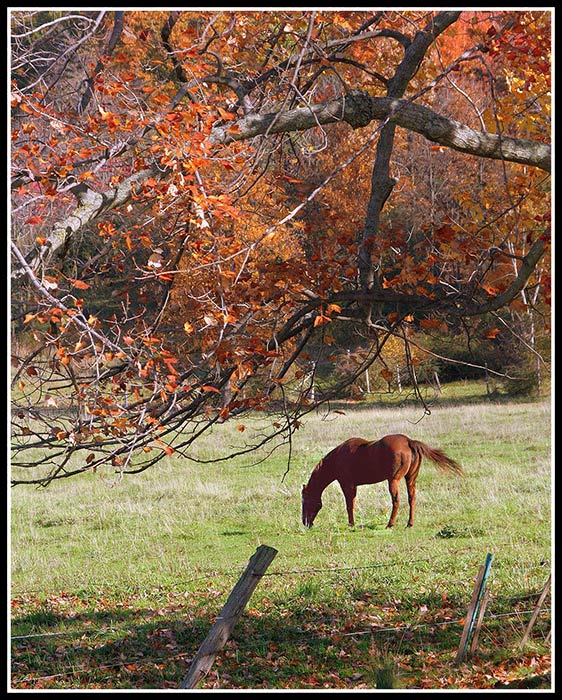 Autumn Idyllic