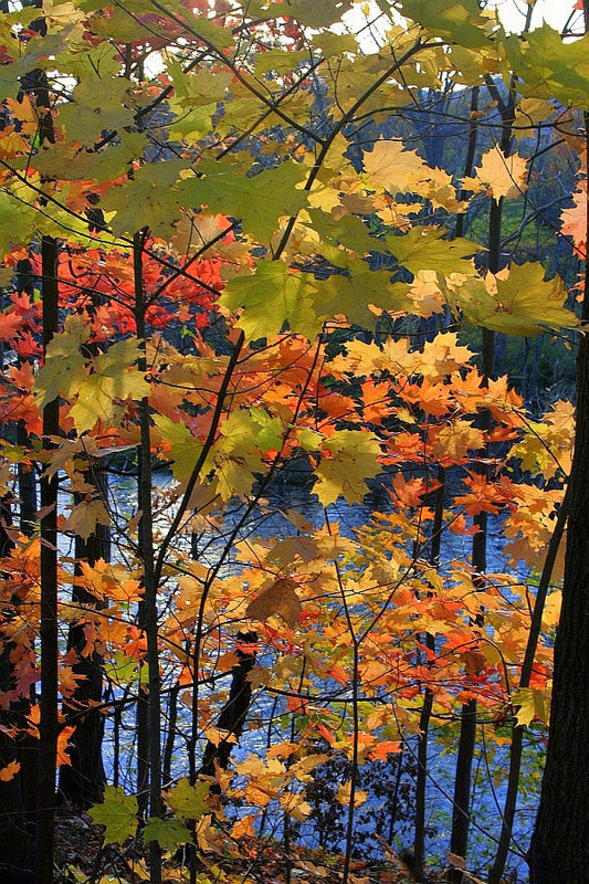 Otter Creek & Foliage in Autumn Light