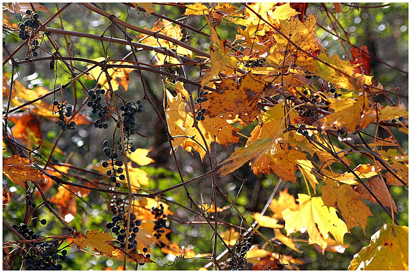 Autumn Potpourri  