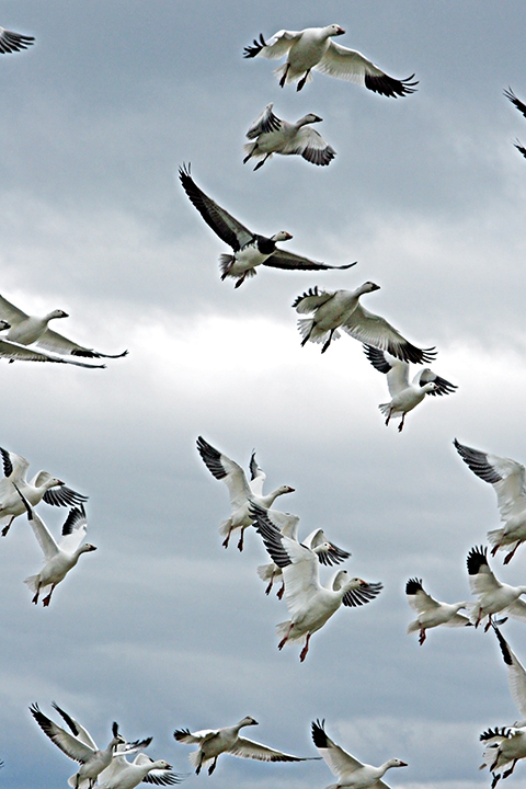 Snowgeese Migration