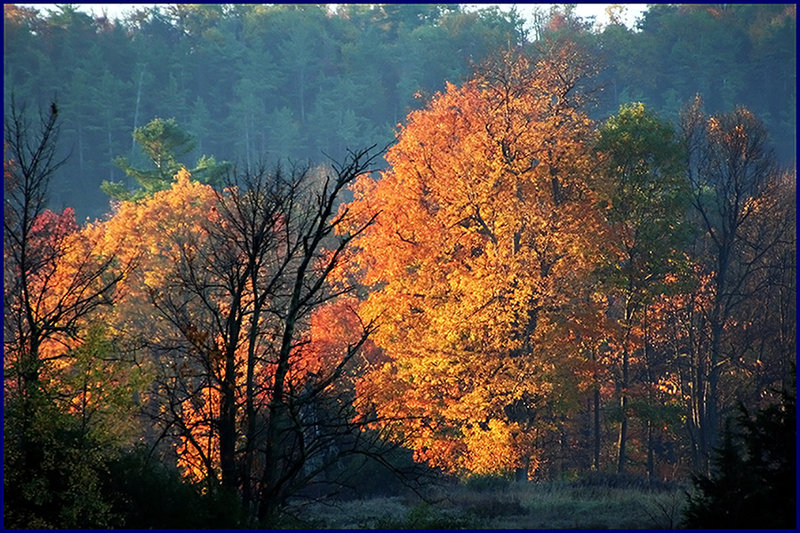 Trees in Autumnal Twilight