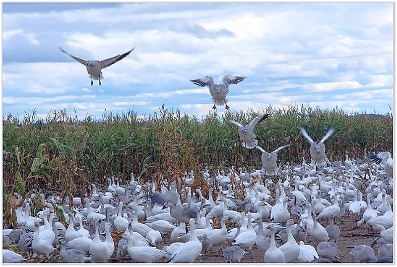 Snowgeese Migration 2