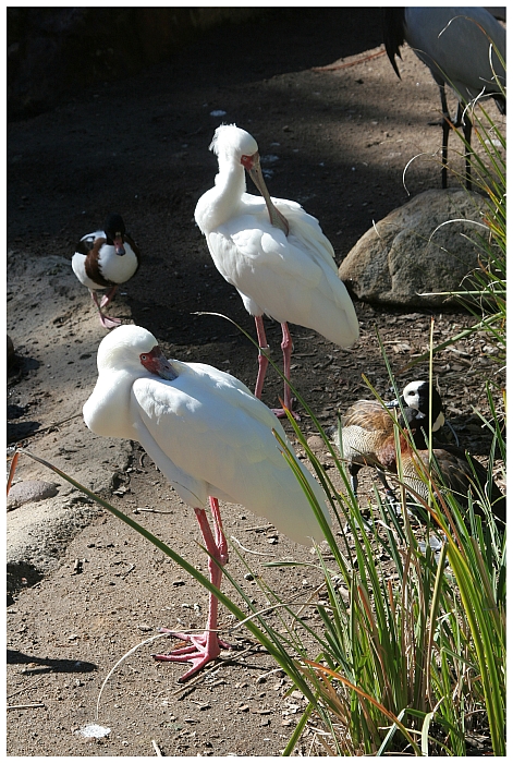 ~Preening~
