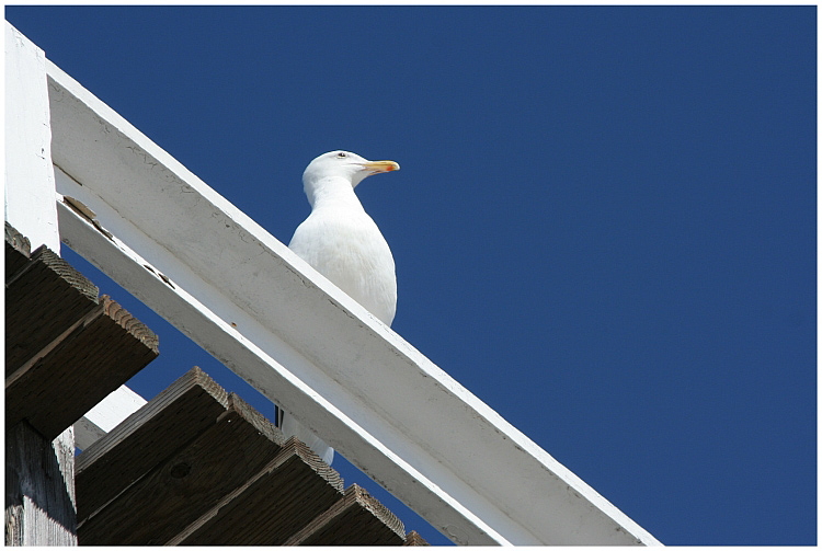 SeaGull