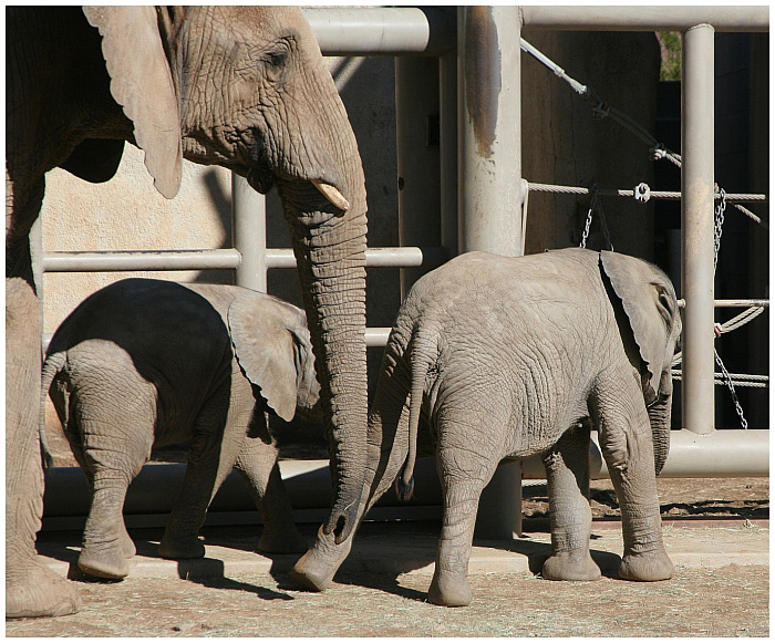 Elephants