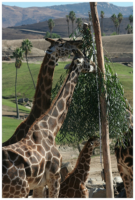 Giraffe Family