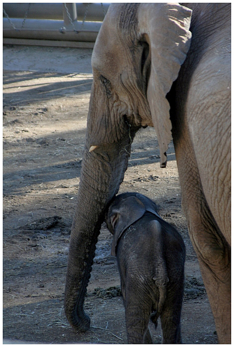 Mother & Child