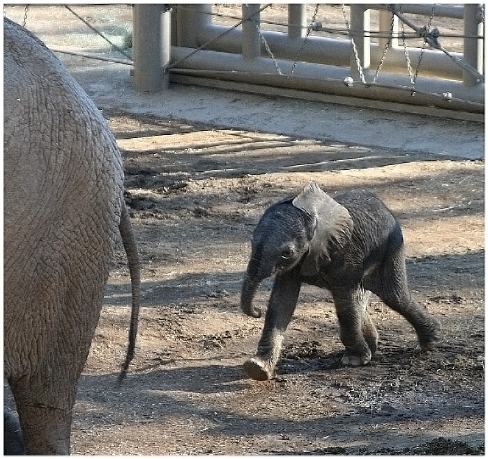 Following Mama