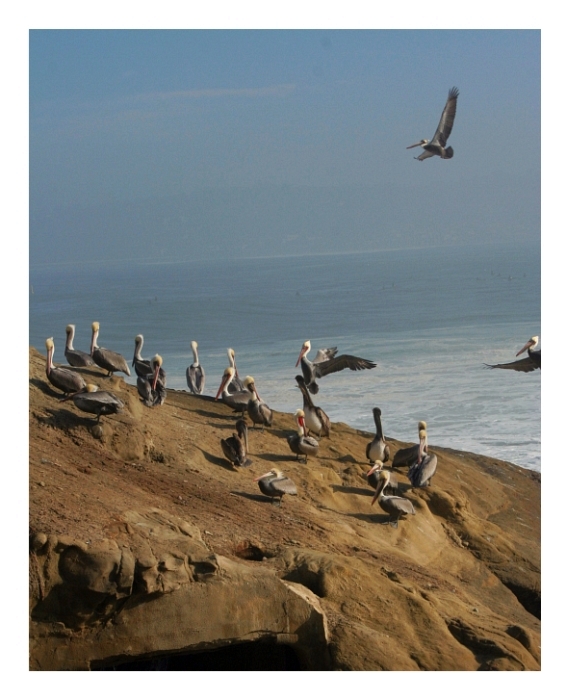 Pelicans