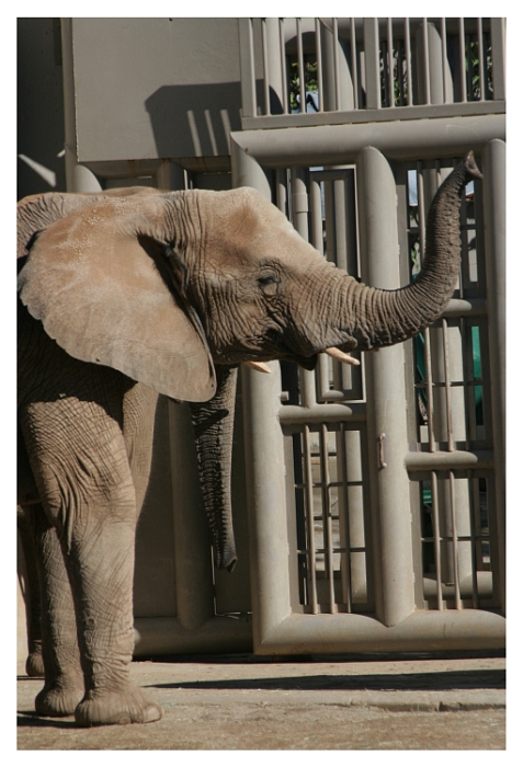 EllaPhant