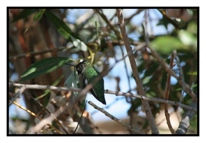Finally!!! the hummer!