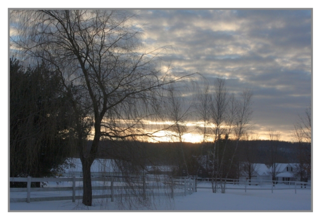 Tree & Early Winter Sky
