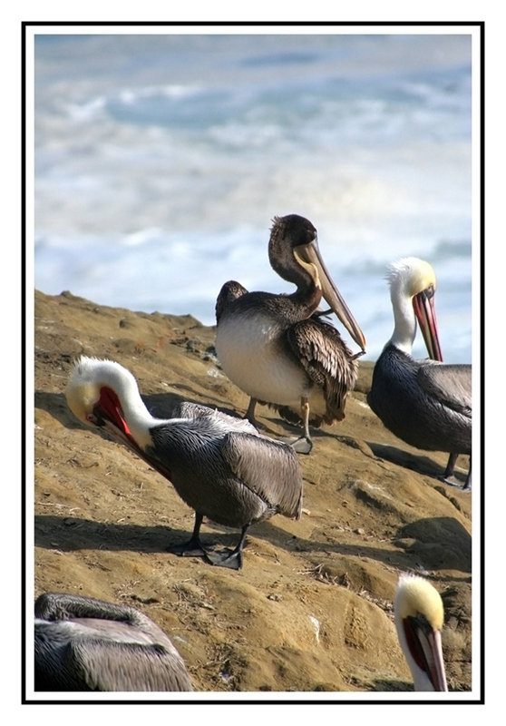Pelicans-La Jolla Cove
