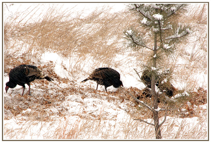 Turkeys in the Straw
