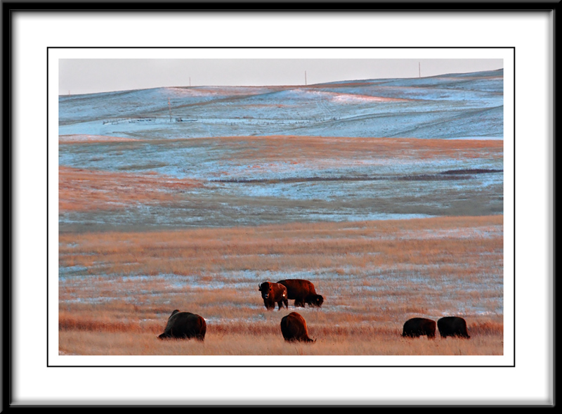 Buffalo Herd