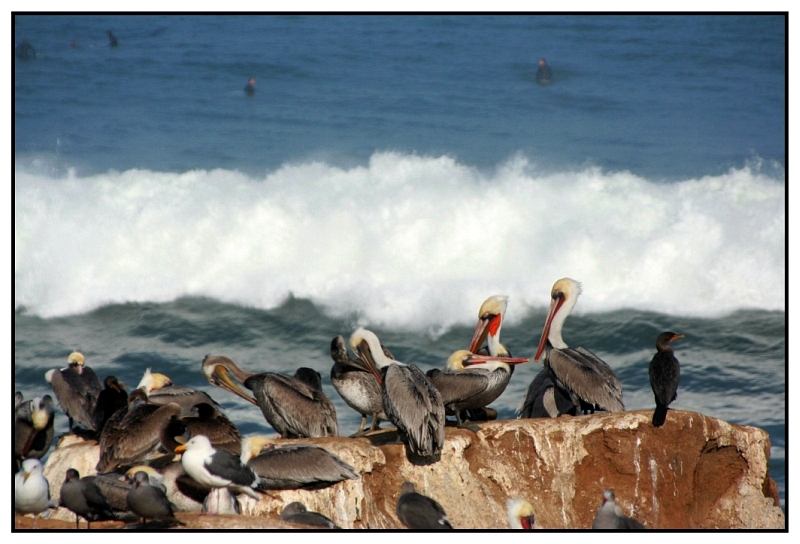 feathered friends