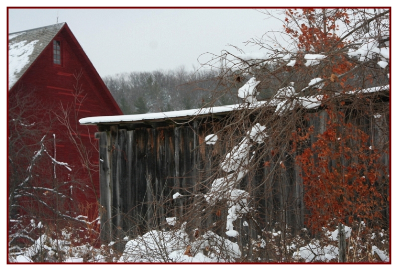  Red Barn and a few Berries
