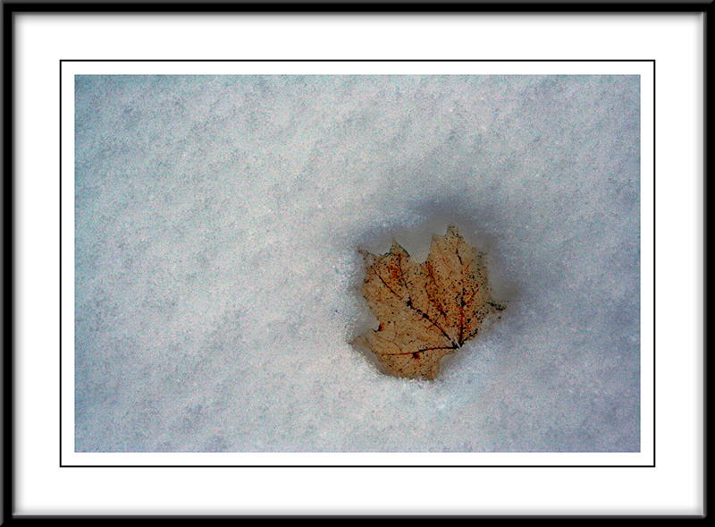 lone leaf in snow