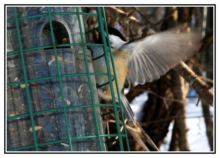 slice of chickadee wing 