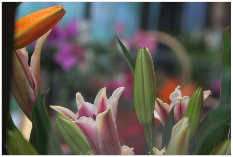 Flower Shop Window