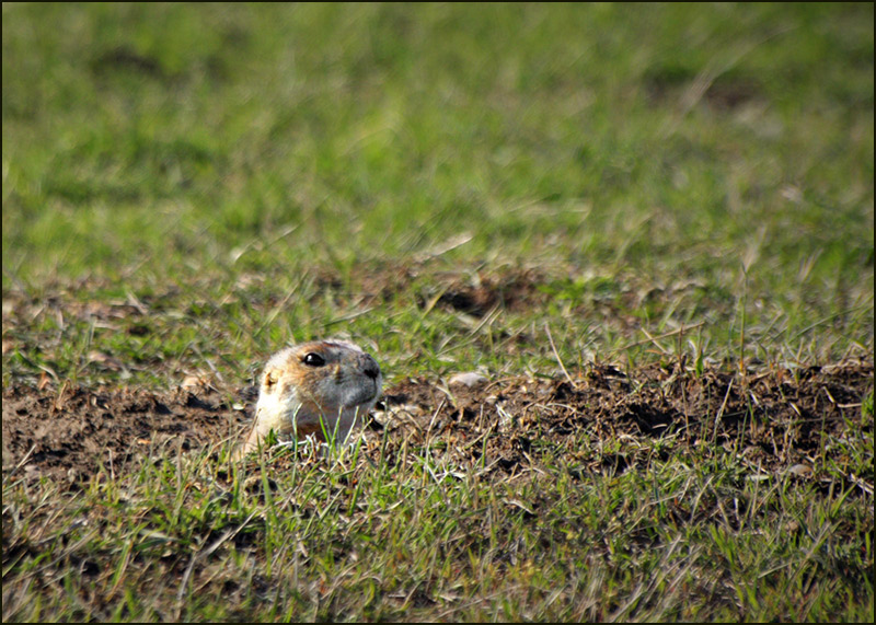 Little Prairie Guy