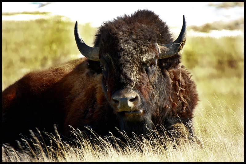 "Tatanka"