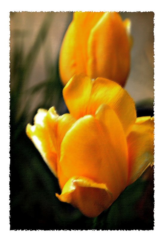 Yellow Textures