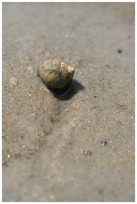 Snail's Trail