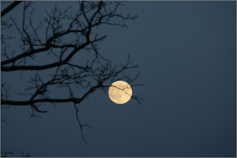 November Moon