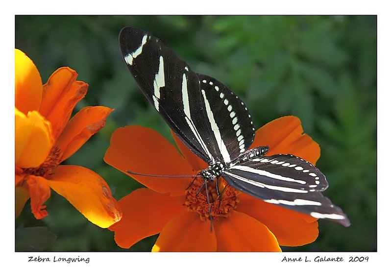 Zebra LongWing
