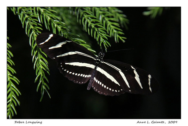 Gently alight