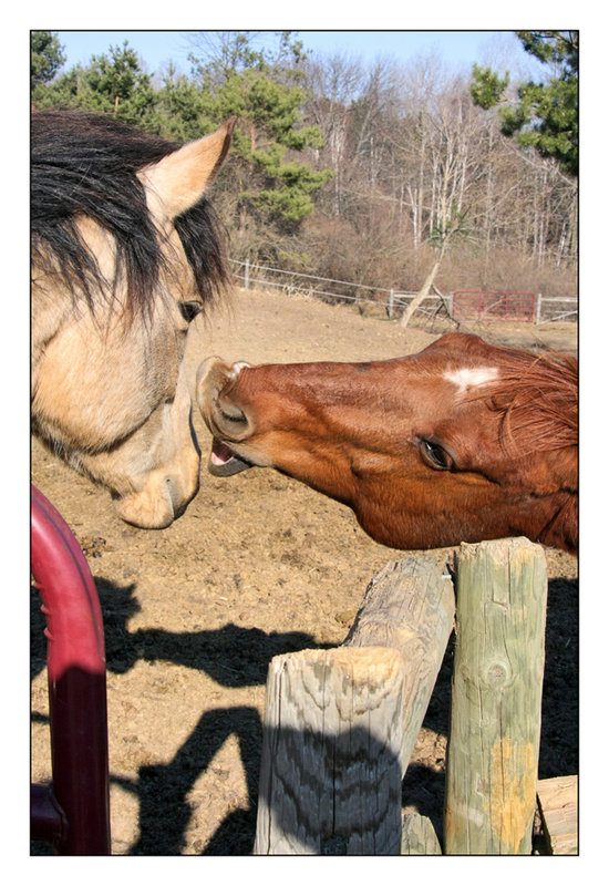 Horse Kiss