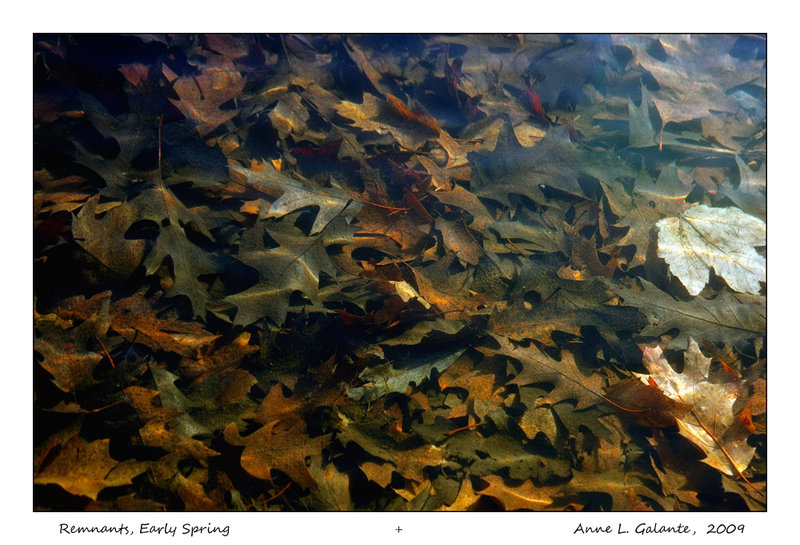 Remnants of Fall