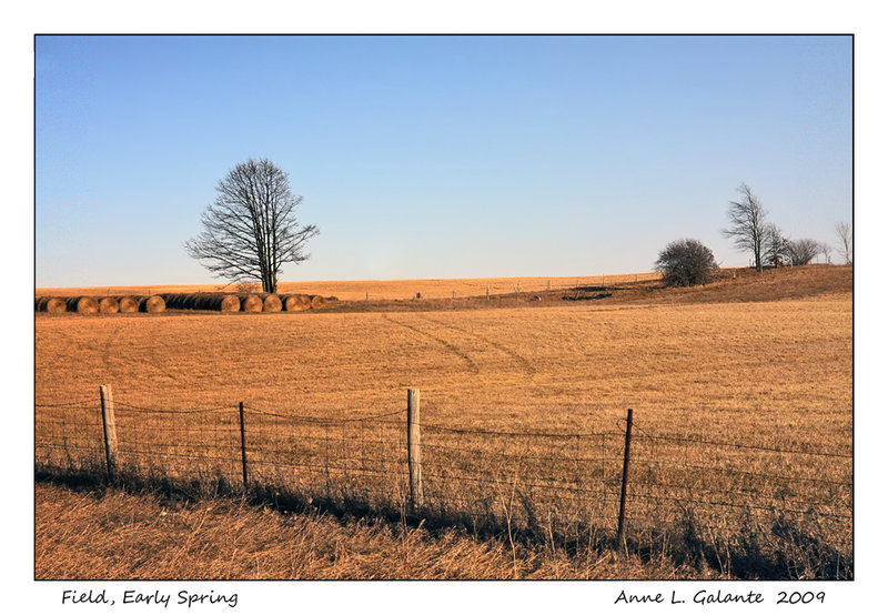 Field, Early Spring